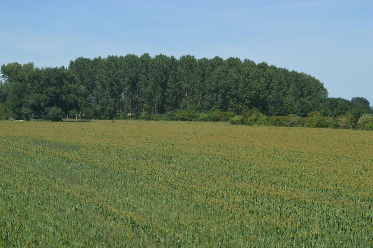 Gite Dans Le Vignoble De Bourgueil Le Port Boulet Exteriör bild